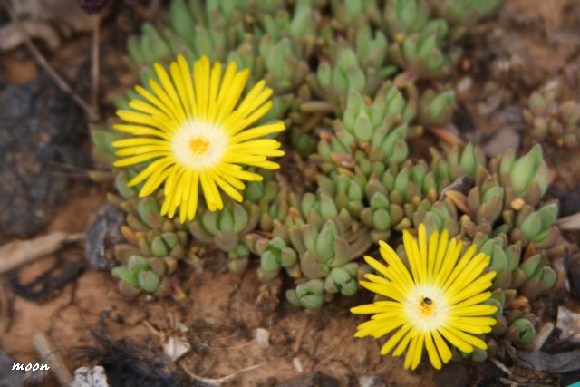 delosperma